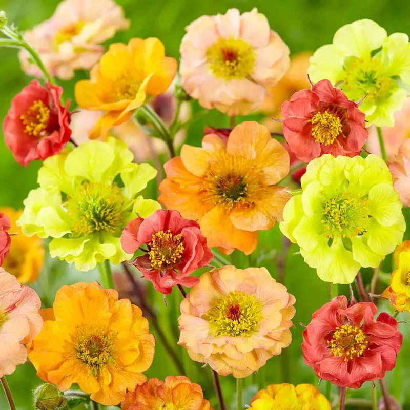 Vibrant Colors