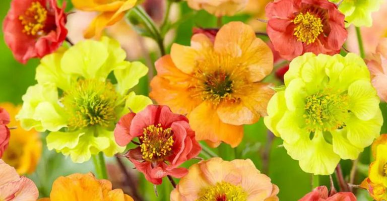 13 Reasons Geums Are a Must-Have for Perennial Lovers
