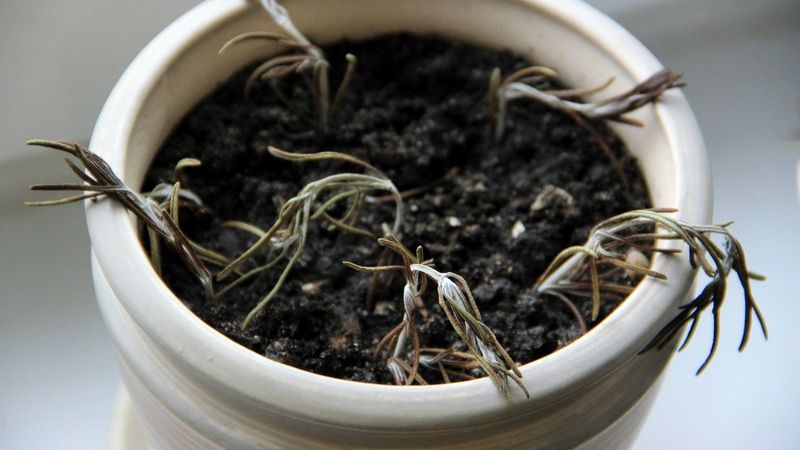 Overwatering Woes