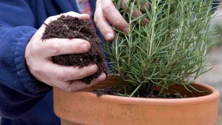 13 Reasons Your Rosemary Keeps Dying (And How to Keep It Going for Years)