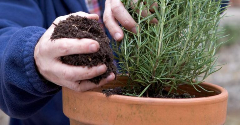 13 Reasons Your Rosemary Keeps Dying (And How to Keep It Going for Years)