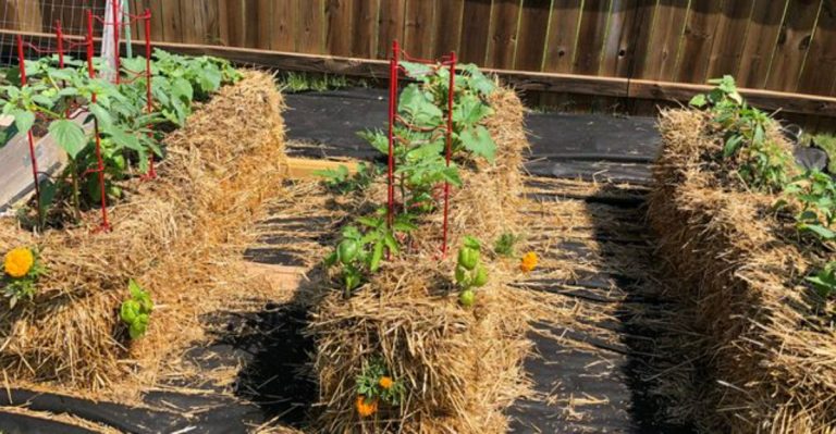 13 Straw Bale Gardening Mistakes First-Timers Make (And How Experienced Growers Avoid Them)