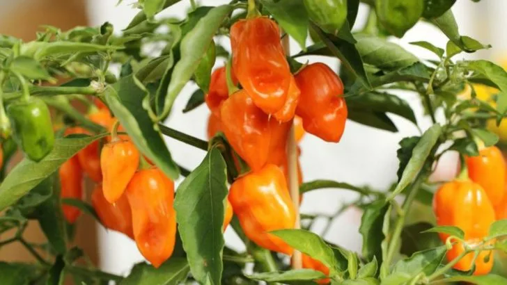 13 Tips to Speed Up Pepper Growth & Fruiting
