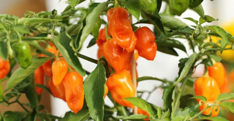 13 Tips to Speed Up Pepper Growth & Fruiting