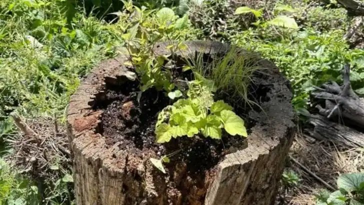 13 Tree Stump Planter Ideas That Add Character to Your Garden