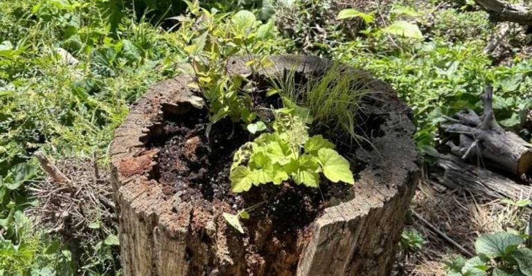 13 Tree Stump Planter Ideas That Add Character to Your Garden