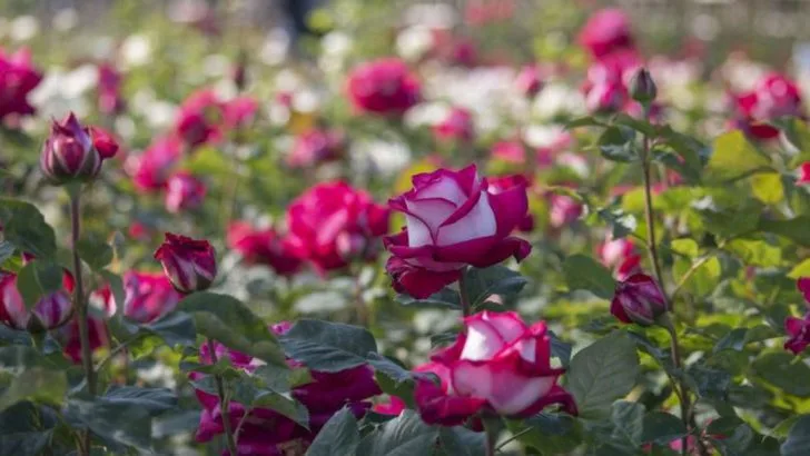 13 Ways the Osiria Rose Outshines Every Other Rose in the Garden