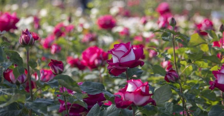13 Ways the Osiria Rose Outshines Every Other Rose in the Garden