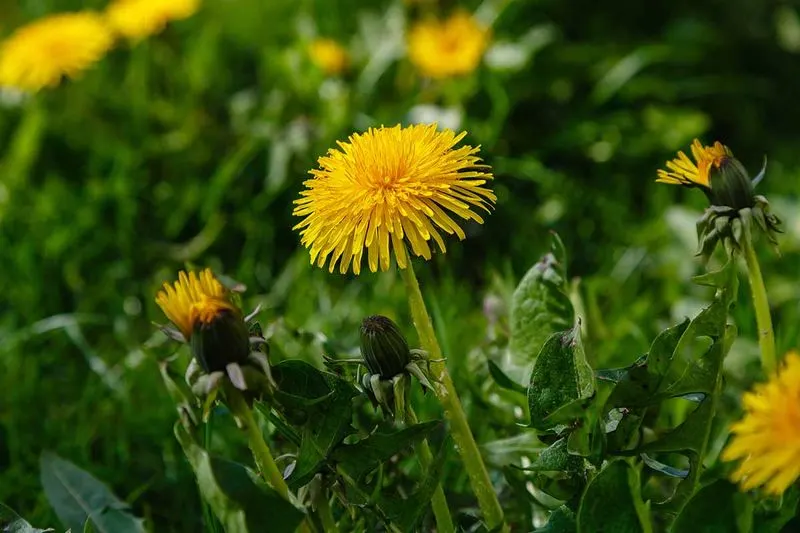 Composting Dandelions