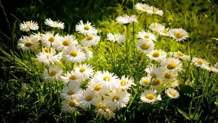 13 Ways to Make Fertilizer From the Weeds in Your Yard