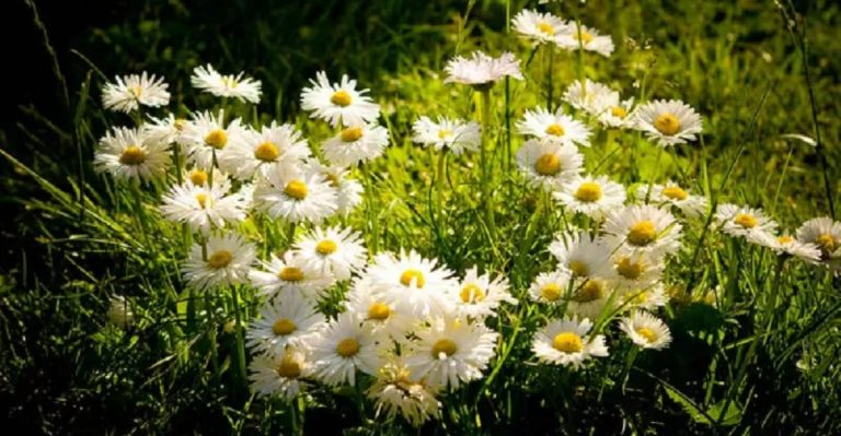 13 Ways to Make Fertilizer From the Weeds in Your Yard