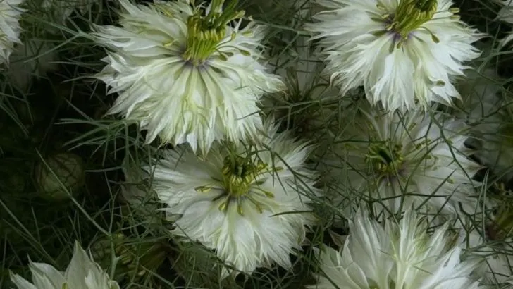 13 Annuals That Self-Seed So Reliably They Act Like Perennials