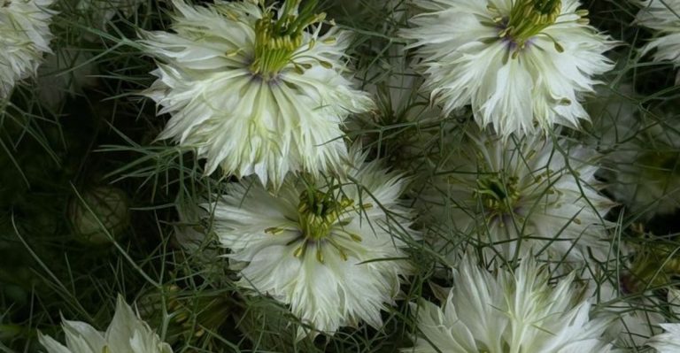 13 Annuals That Self-Seed So Reliably They Act Like Perennials