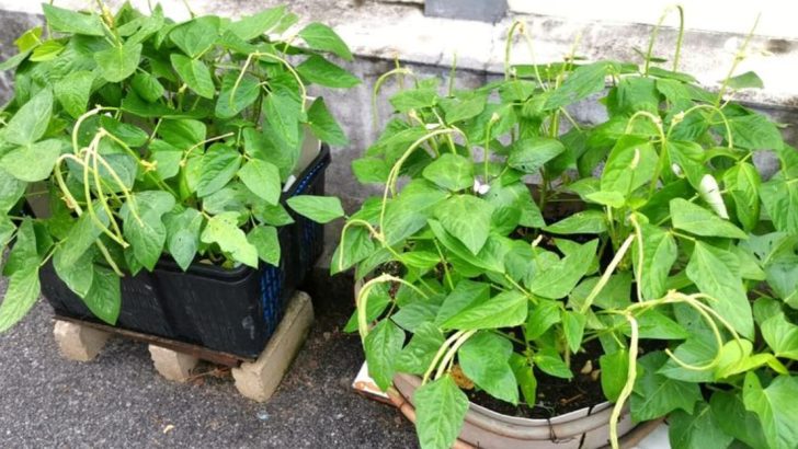 13 Container Bean Secrets for Fresh, Tasty Harvests All Season