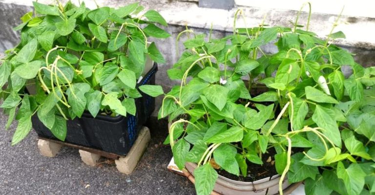 13 Container Bean Secrets for Fresh, Tasty Harvests All Season