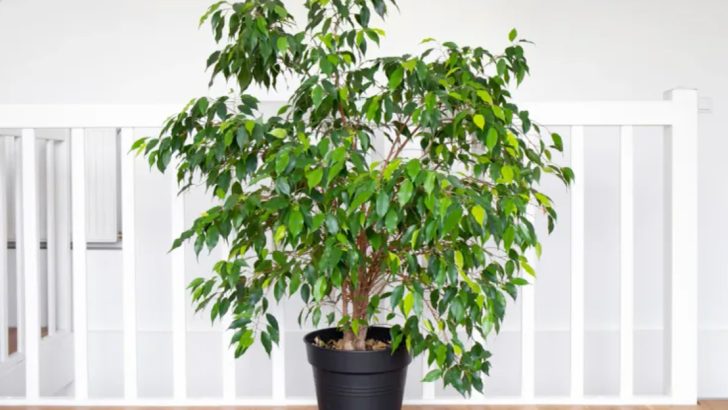 13 ‘Dead’ Plants You Can Completely Resurrect With These Shocking Revival Techniques