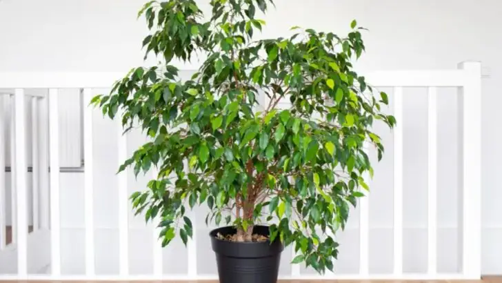 13 ‘Dead’ Plants You Can Completely Resurrect With These Shocking Revival Techniques
