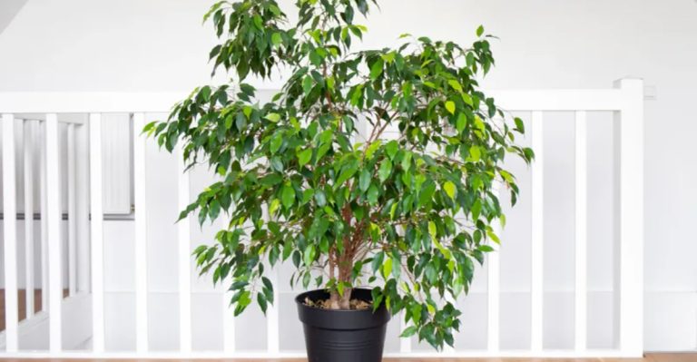 13 ‘Dead’ Plants You Can Completely Resurrect With These Shocking Revival Techniques