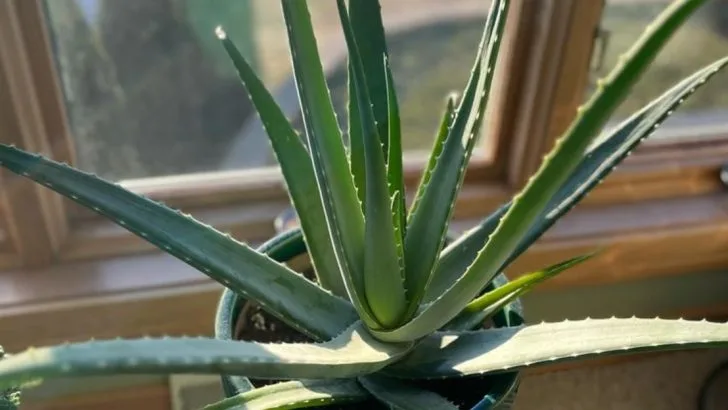 13 Houseplants That Improve Your Sleep Quality (Backed by Science and Tradition)