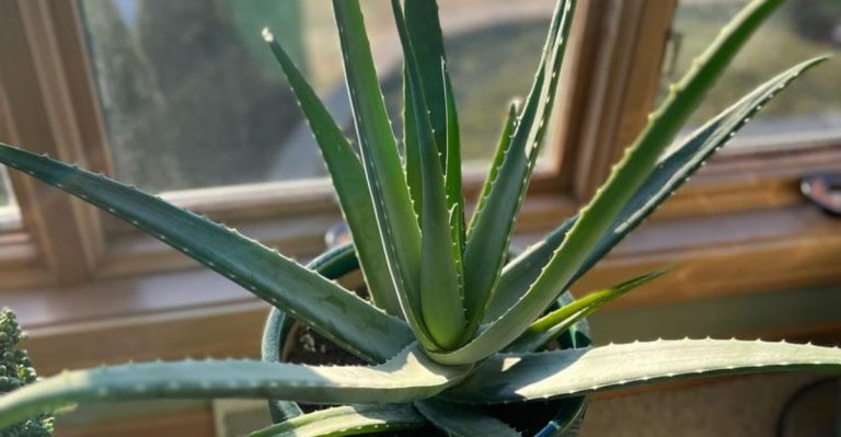 13 Houseplants That Improve Your Sleep Quality (Backed by Science and Tradition)