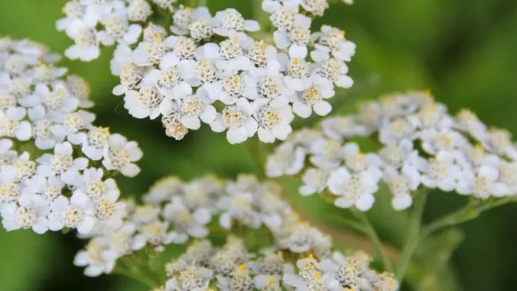 13 Ornamental Plants That Attract Insects That Eat Slugs