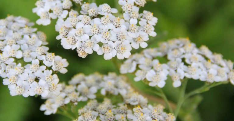 13 Ornamental Plants That Attract Insects That Eat Slugs