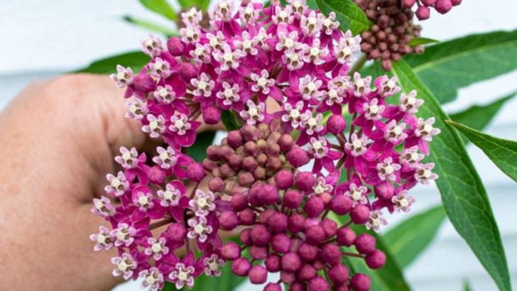 13 Plants That Fix Poor Drainage Problems While Looking Beautiful