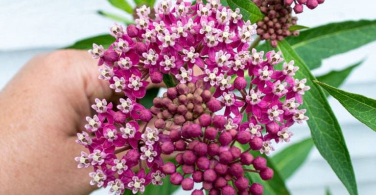 13 Plants That Fix Poor Drainage Problems While Looking Beautiful
