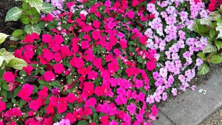 13 Plants That Only Thrive With Morning Sun (And Struggle After Noon)