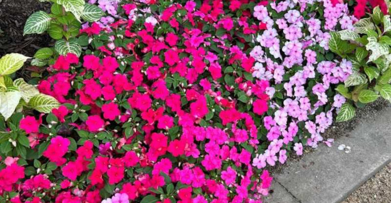 13 Plants That Only Thrive With Morning Sun (And Struggle After Noon)
