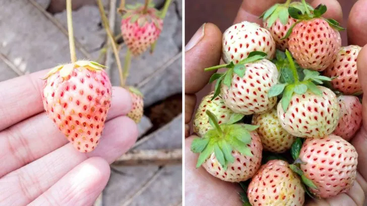 13 Steps to Growing Pineberries – The Pineapple-Flavored Strawberries