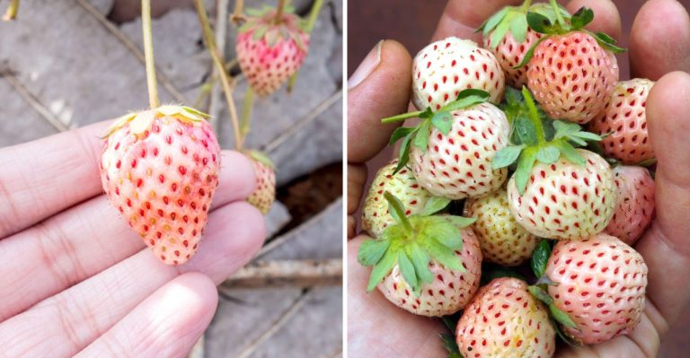 13 Steps to Growing Pineberries – The Pineapple-Flavored Strawberries