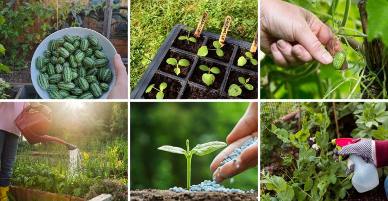 13 Tips for Growing Cucamelons – The Tiny Fruit That Tastes Like Cucumber and Lime