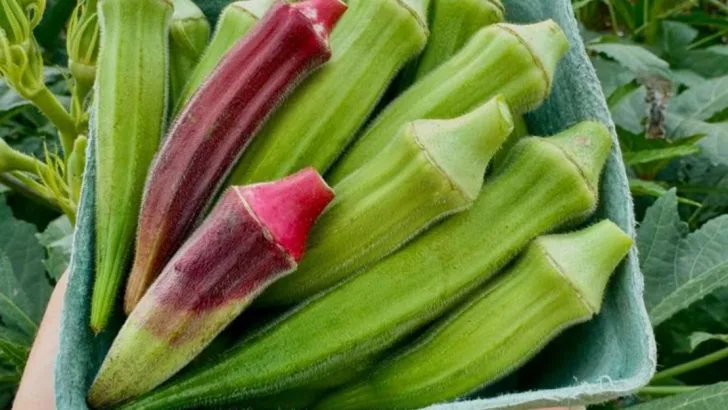 13 Vegetables That Won’t Die If You Forget to Water Them