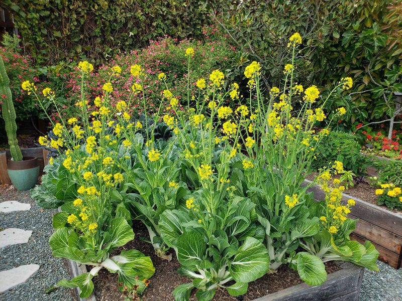 Understanding Plant Bolting