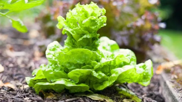 14 Bolting Basics Every Gardener Should Know