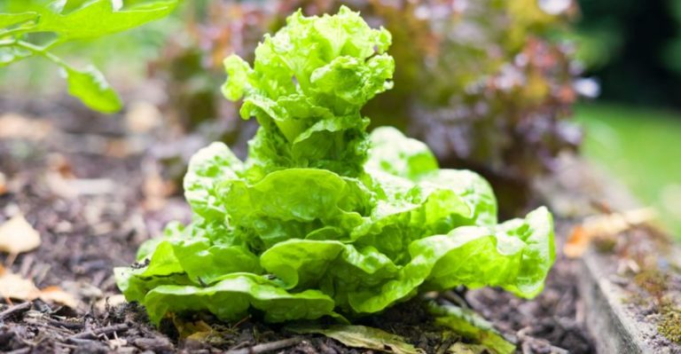 14 Bolting Basics Every Gardener Should Know