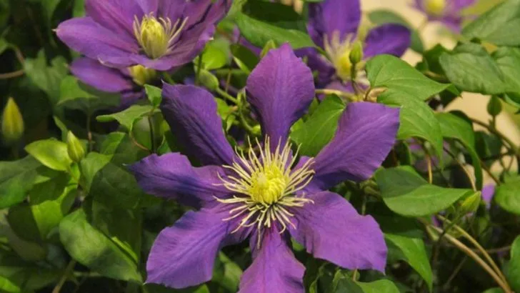 14 Clematis Care Mistakes That Explain Why Yours Never Bloom