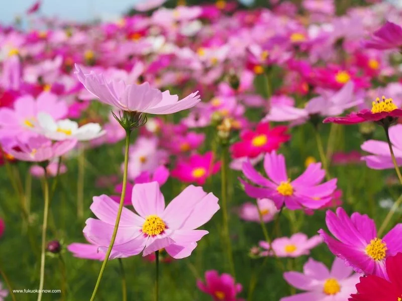 Cosmos