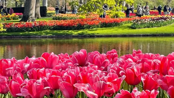 14 “Cut-and-Come-Again” Flowers That Actually Don’t Come Back