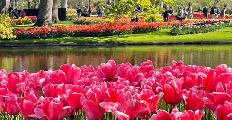 14 “Cut-and-Come-Again” Flowers That Actually Don’t Come Back