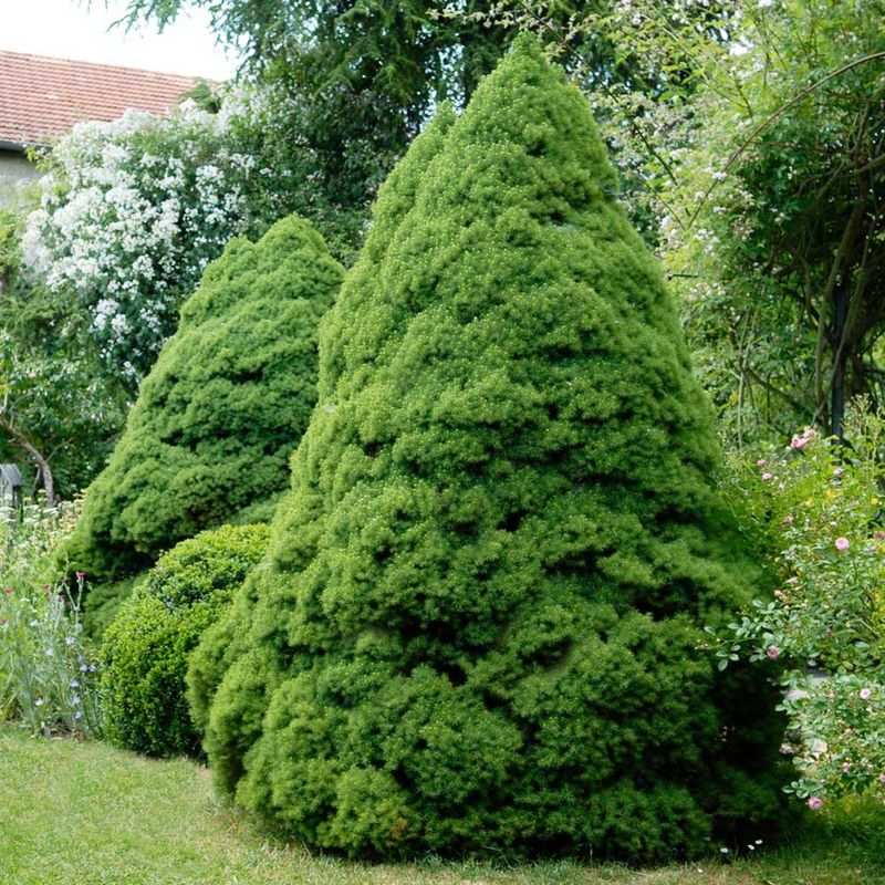 Dwarf Alberta Spruce