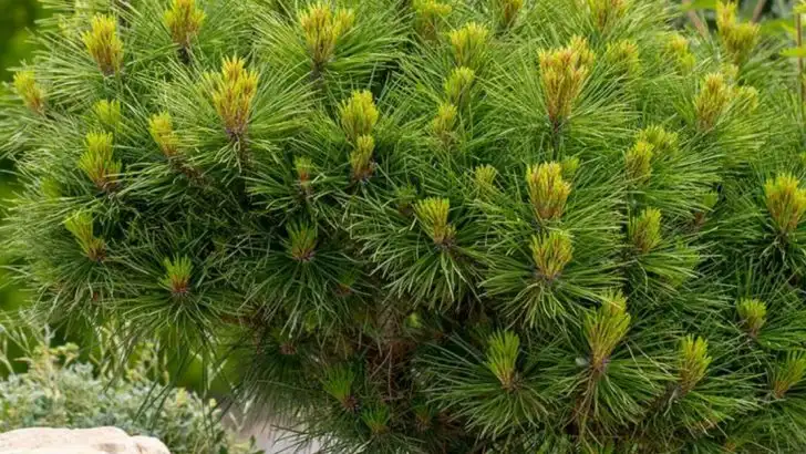 14 “Dwarf” Plants That Aren’t Actually Small (And What to Expect as They Mature)