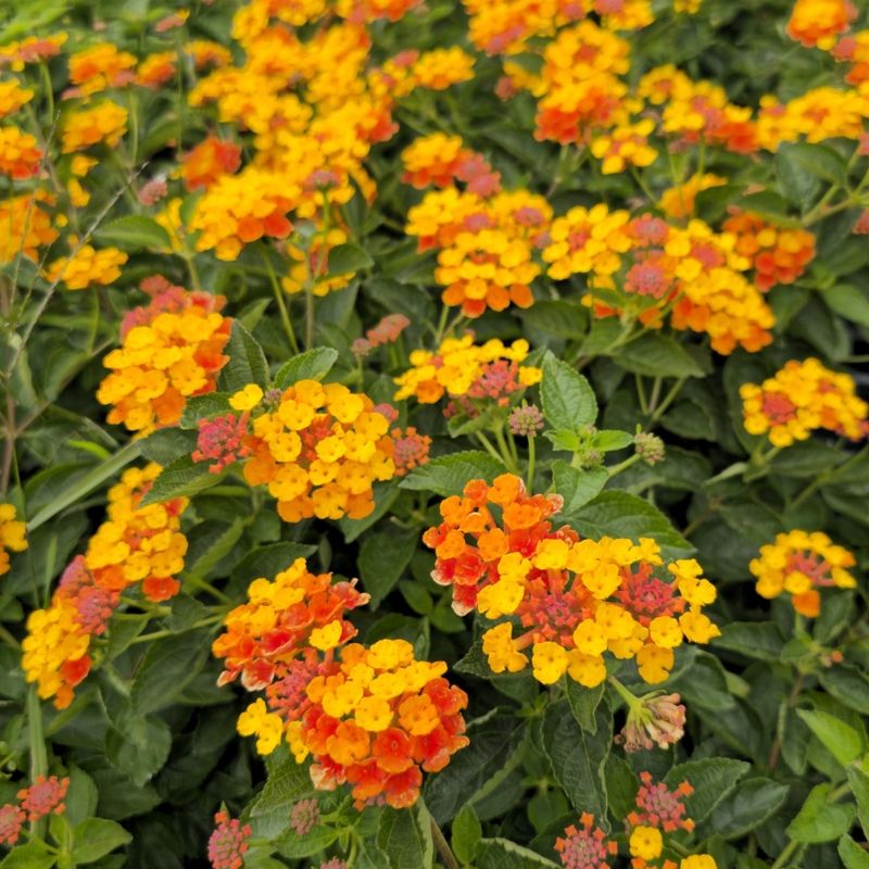 Lantana