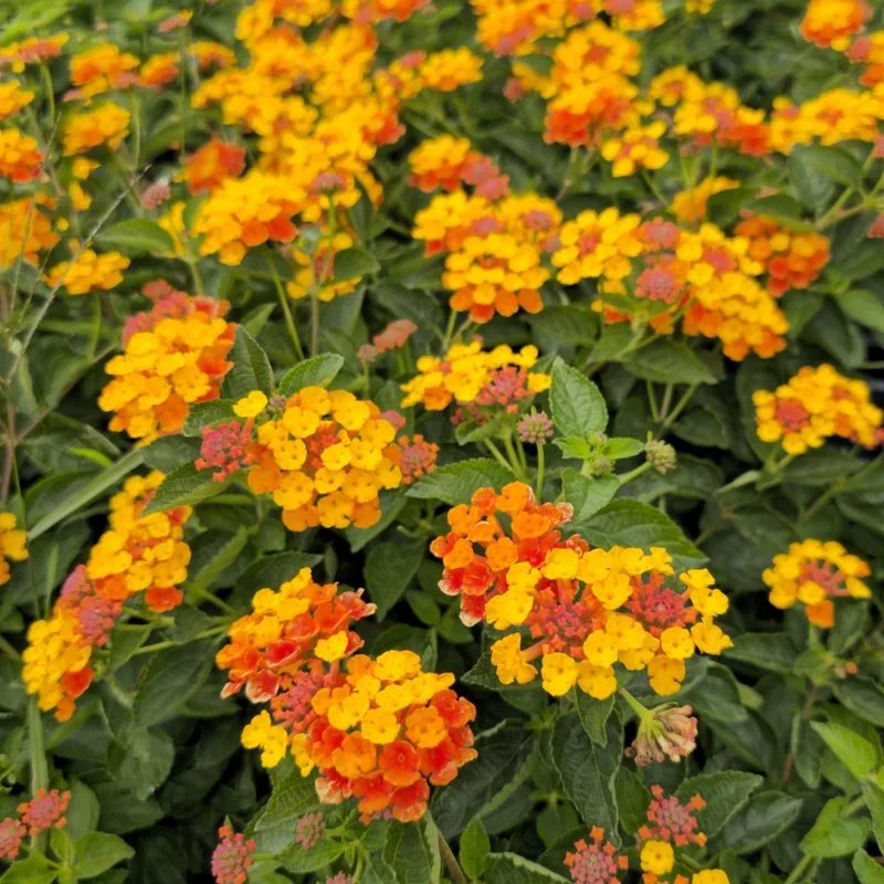 Lantana