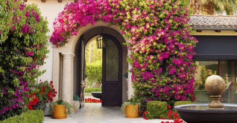 14 Flowers That Keep Blooming Through Heatwaves (And How to Help Them Survive)