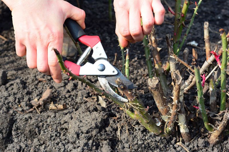 Pruning Roses in Fall