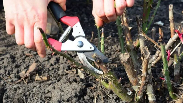 14 Garden Tasks You’re Doing at the Wrong Time (And When to Actually Do Them)