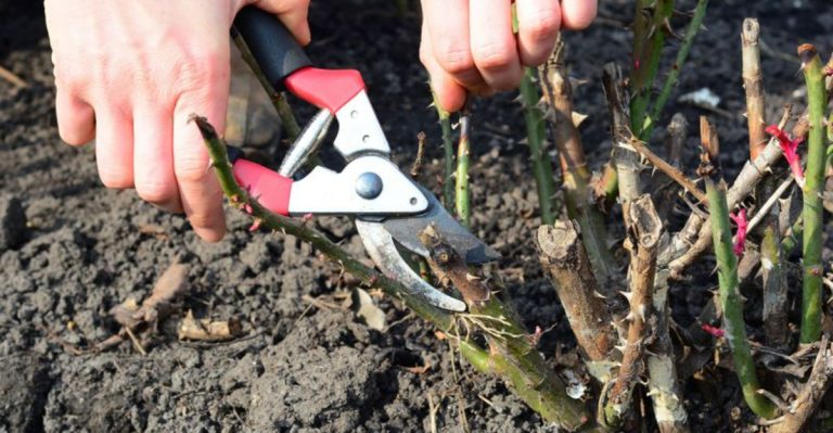 14 Garden Tasks You’re Doing at the Wrong Time (And When to Actually Do Them)