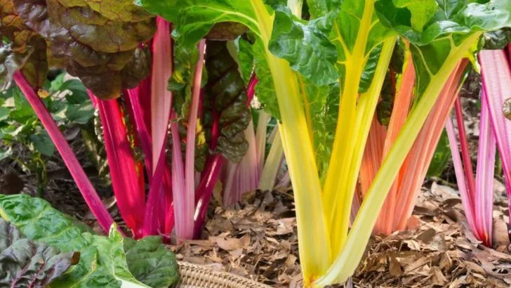 14 Leafy Greens That Outperform Lettuce in Summer Heat